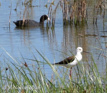 black-winged stilt (Himantopus himantopus) M Noble